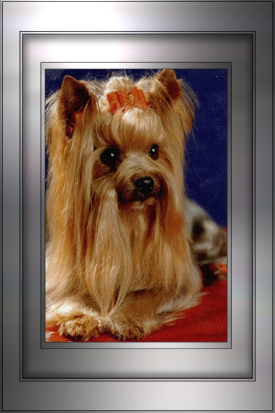 Champion Uriella von Stutenpferch