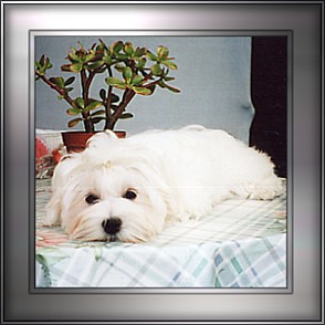 Malteser