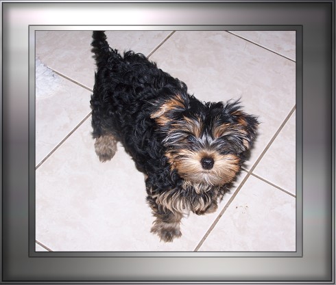 Welpen M�rz 2006